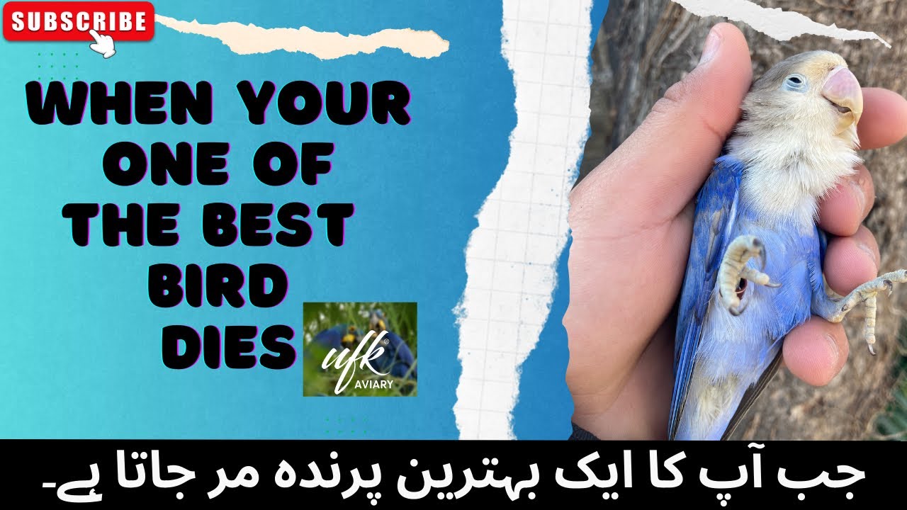 when-your-one-of-the-best-birds-dies-loss-in-love-bird-breeding