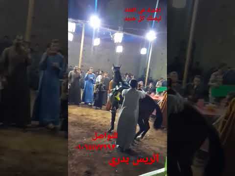 شوف الحصان عمل ايه في الفرح بسم الله ماشاء الله مزمار بلدي الريس بدري للتواصل٠١٠٦٥١٧٣٩٩٣