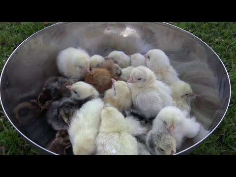 Миска цыплят