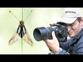 Rencontre photo avec un insecte incroyable