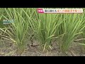 道路はひび割れ…傷跡残る熊本県 住宅被害2万1800棟超、断水3万4000戸で続く　農業への影響にも懸念【熊本地震2週間】｜TBS NEWS DIG