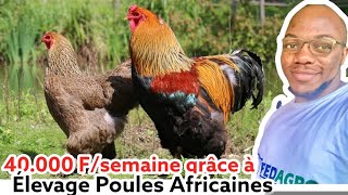 Cet éleveur fait 40.000 FCFA chaque semaine grâce à l’élevage des poules Africaines.