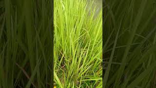 9 Khasiat Alang Alang Erih