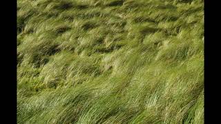 Sint Maartenskerk Zaltbommel : Psalm 103 vers 8