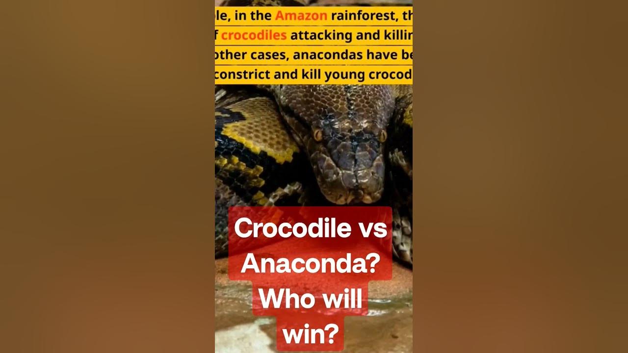 Crocodile vs anaconda faceoff? who is more likely to win? #viral video