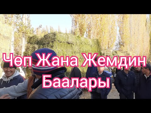 Video: Чөп чайлары