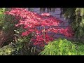 Most beautiful cherry red Japanese maples - Watch more @amazingmaples container gardening
