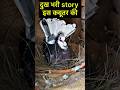 Emotional story of pigeon   sadstory pigeon kabootar shorts