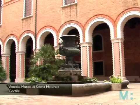 Museo di Storia Naturale di Venezia museums in london