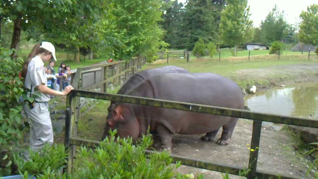 Hippo Feeding YouTube