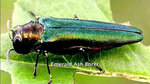 Climate Change & Invasive Species