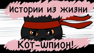 истории из жизни (Анимация)  - Кот шпион!