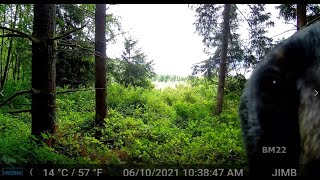 This Big Bear Hates Our Camera Trail Cam Video
