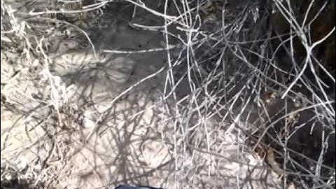 Finding Game Trails and Where To Set A Snare