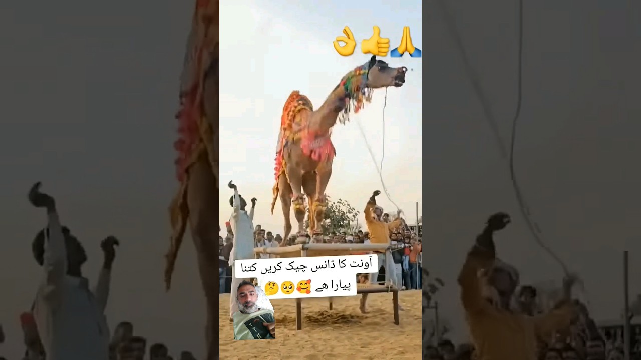 Yar Dil Da Paka Camel dance performance excellent 👌