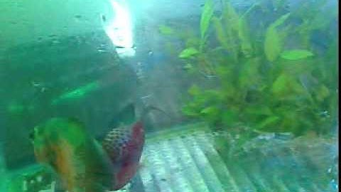 Cá La Hán cắn nhau với Tai Tượng.