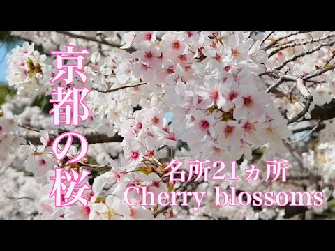 サクラ散りゆく、その側に。 100% DESIGN / Sakurasaku glass