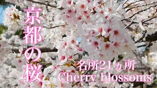 ⭐️All Cherry Blossoms⭐️新品5枚set⭐️婦人画報別注桜 4580117624338.jpg?downsize=600:*
