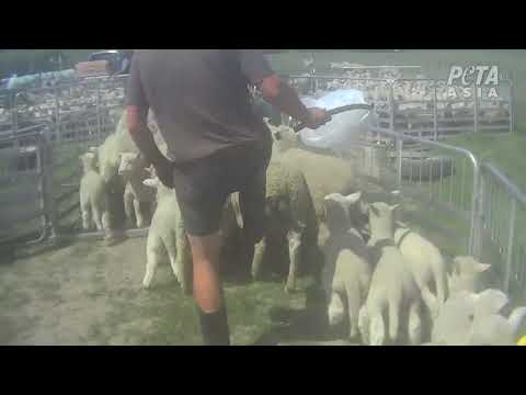 Second PETA Exposé Reveals Rampant Abuse in New Zealand’s Wool Industry