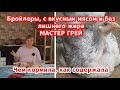 Куры Мастер грей: описание породы, взвешиваем