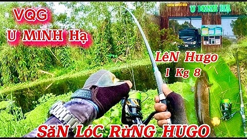 Săn cá lóc rừng u minh hạ || lên hugo 1kg8 cá táp mồi như hổ đối || Du phan fishing