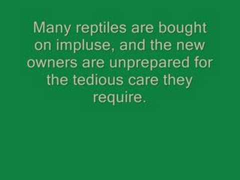 video phone beyonce mp3 Dragon Sanctuary Reptile Rescue's First Video