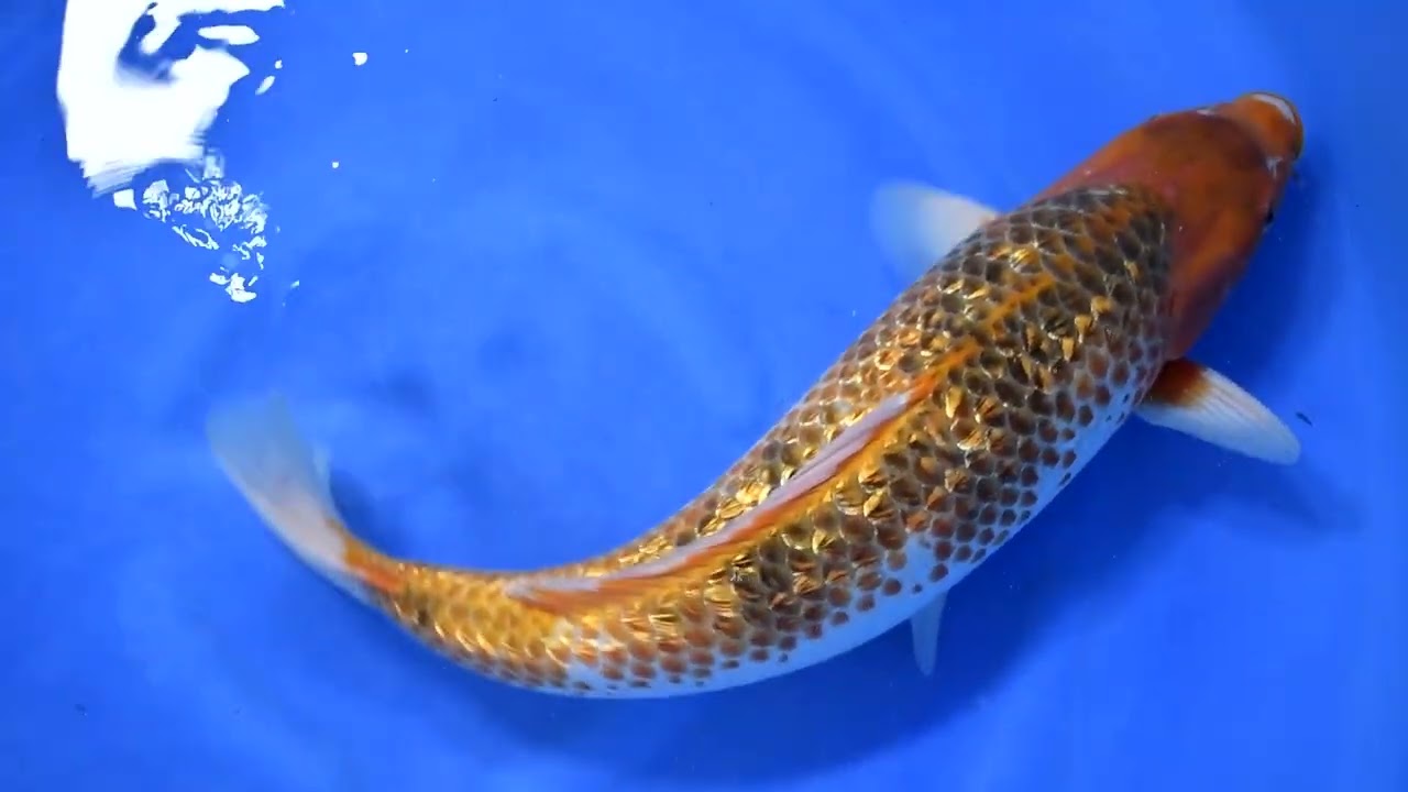 R'sコレクションinライブ鯉 2025】251207-079の出品鯉のご紹介