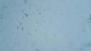 Pippin Fun In The Snow Feb 2018