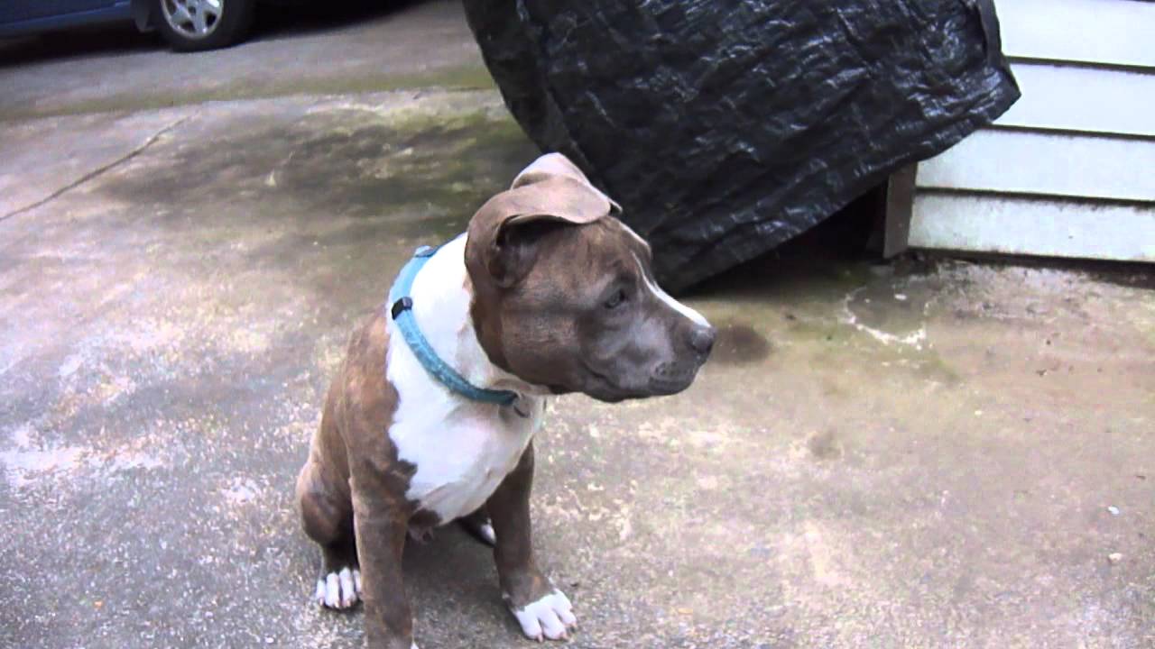 Ongebruikt American Staffordshire Terrier. Blue Brindle Boy JAH. N.Z. - YouTube OP-25