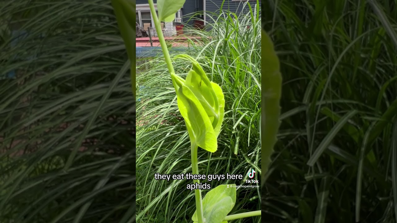 Don’t be scared if you see this insect in the garden 🐞!