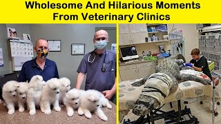 Wholesome And Hilarious Moments From Veterinary Clinics (New Pics) || Funny Daily by Funny Daily 10,716 views 1 day ago 10 minutes, 39 seconds