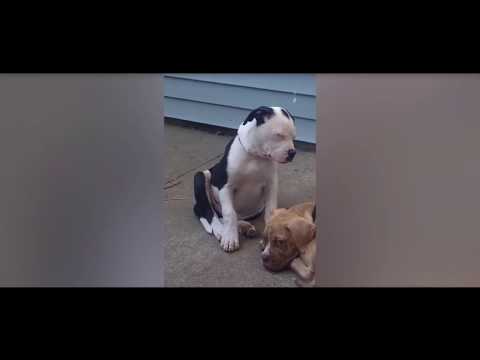 Ten minutes funny videos cat and dog. #2 | Десять минут приколов с котами и собаками #2