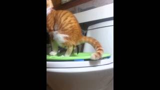 고양이 양변기 이용 (Cat utilize toilet stool)