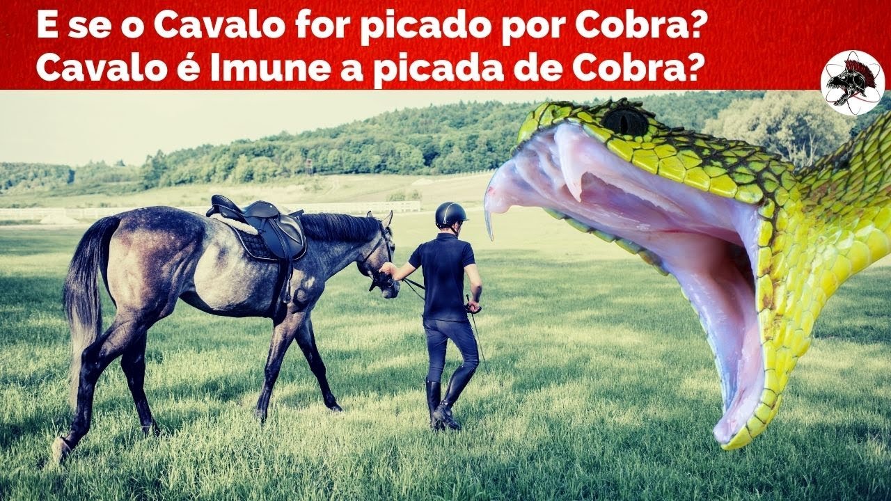 Cavalo é imune a picada de Cobra? | Biólogo Henrique o Biólogo das Cobras