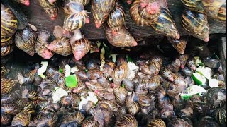 How To Start a Successful Snail Farm With Less Capital | Beginners Guide #charlesfarmingproject