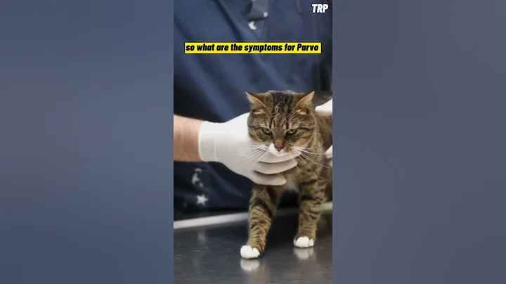 Cat Owners Please Be Careful For Feline Parvovirus #shorts - DayDayNews