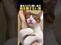 寝るたびに飼い主の腕を離さない猫