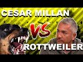 Cesar Millan vs. OVERPROTECTIVE Rottweiler