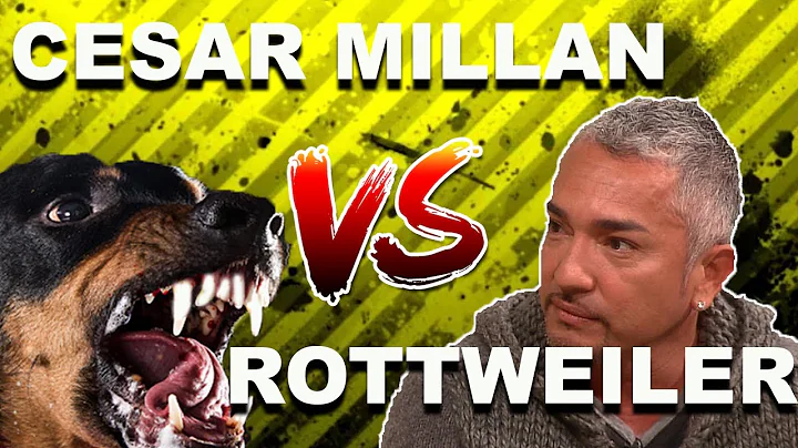 Cesar Millan vs. OVERPROTECTIVE Rottweiler