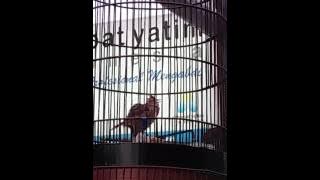 branjangan sonca tembakan edan