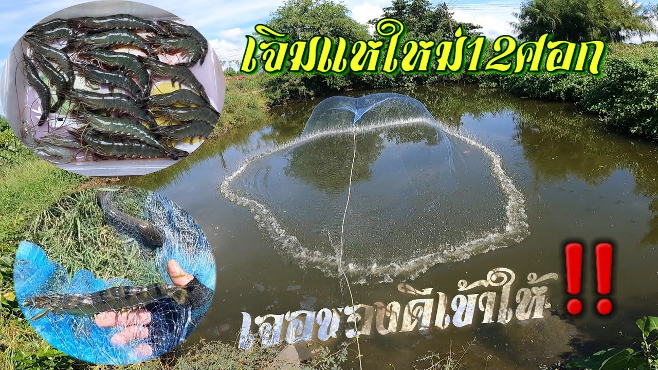 เจิมแหใหม่12ศอก 🦞ได้กุ้งกุลาดำมีแต่ไซส์สวยๆ #แห12ศอก #หว่านแห #กุ้งกุลาดำ #ปลานิล #ทอดแห