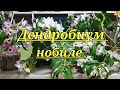 Дендробиум нобиле ( Dendrobium nobile)  описание и уход.