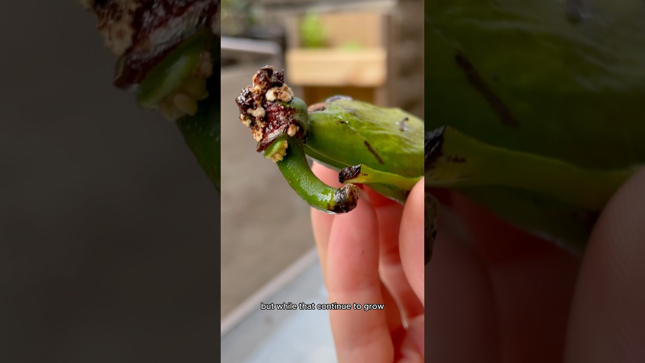 Why I gave a mango a bath