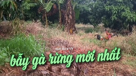 Bẫy gà r mới nhất .b gà mồi gà rừng rặc zl 0981.519.719