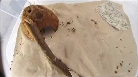 Dune Scorpion:New Home