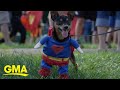 Americans&#39; getting their pets into the Halloween spirit | GMA