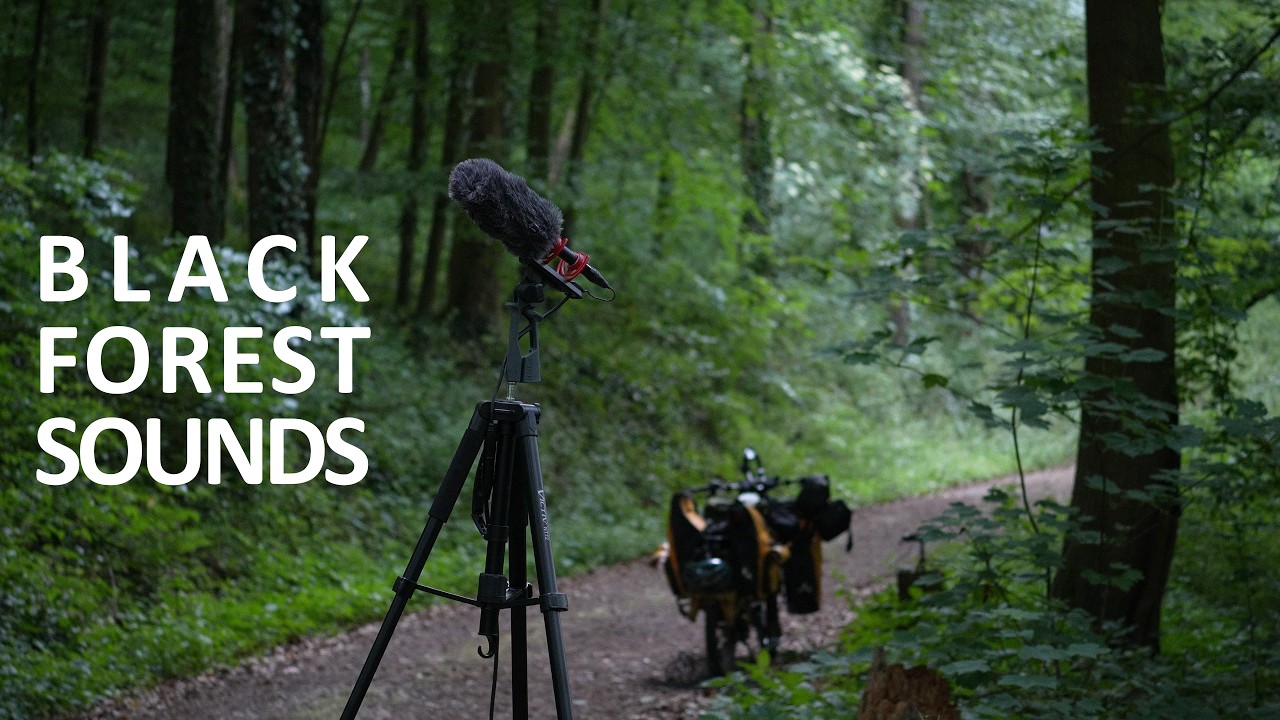 Black Forest: A Salvaged Soundscape (Sony A6700) - YouTube