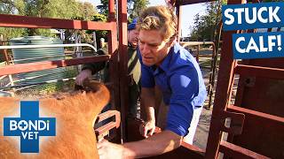 Calf Stuck In Birth Canal In Danger | Bondi Vet Full Episode | S5 Ep7