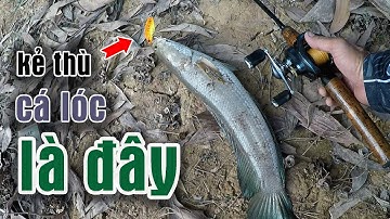 Câu Lure Cá Lóc ● Các Cần Thủ Bất Ngờ Với Con Cá Sắt Màu Này / Snakehead fishing | Tâm Râu Vlog #120