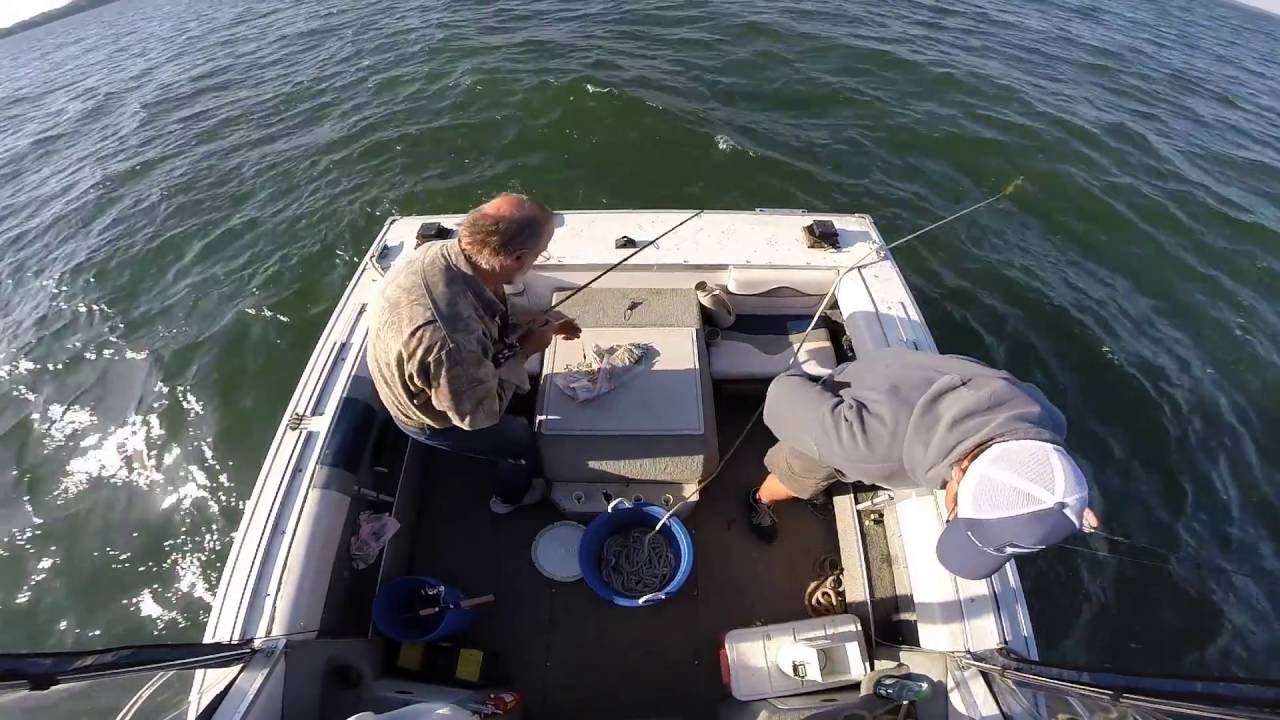 Lake Erie Perch Fishing 2014 YouTube